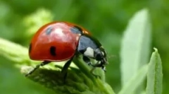Kako se riješiti ladybugs kod kuće